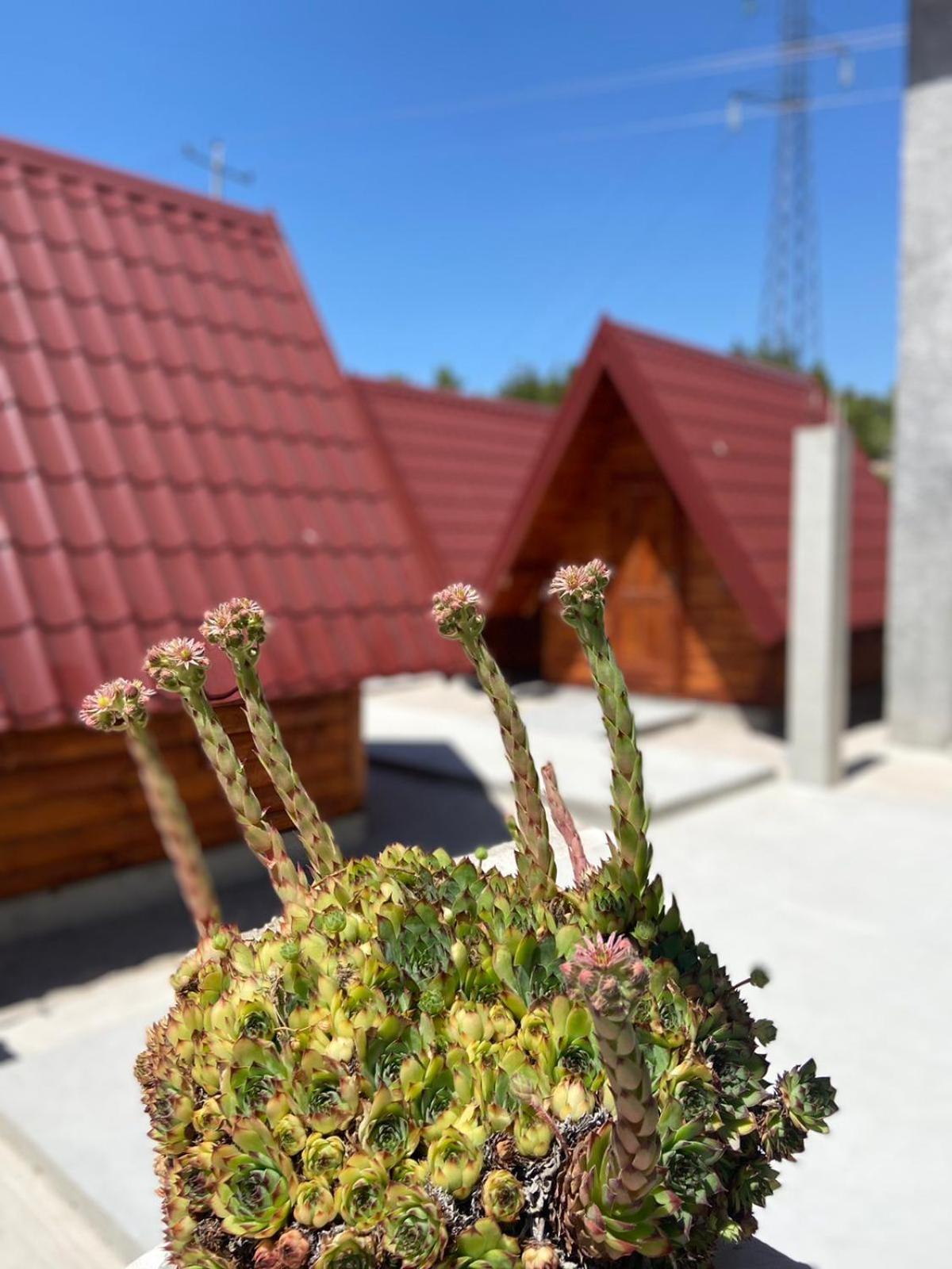 Rural Tourism/Ruralni Turizam Kisin Hotel Trebinje Ngoại thất bức ảnh